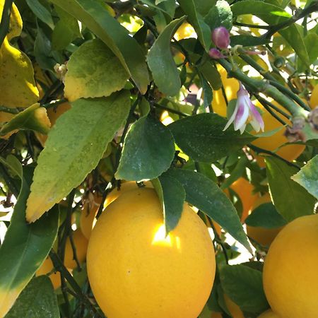 Lemon Tree 호텔 돈지세케트 외부 사진