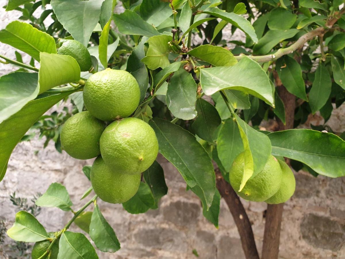 Lemon Tree 호텔 돈지세케트 외부 사진