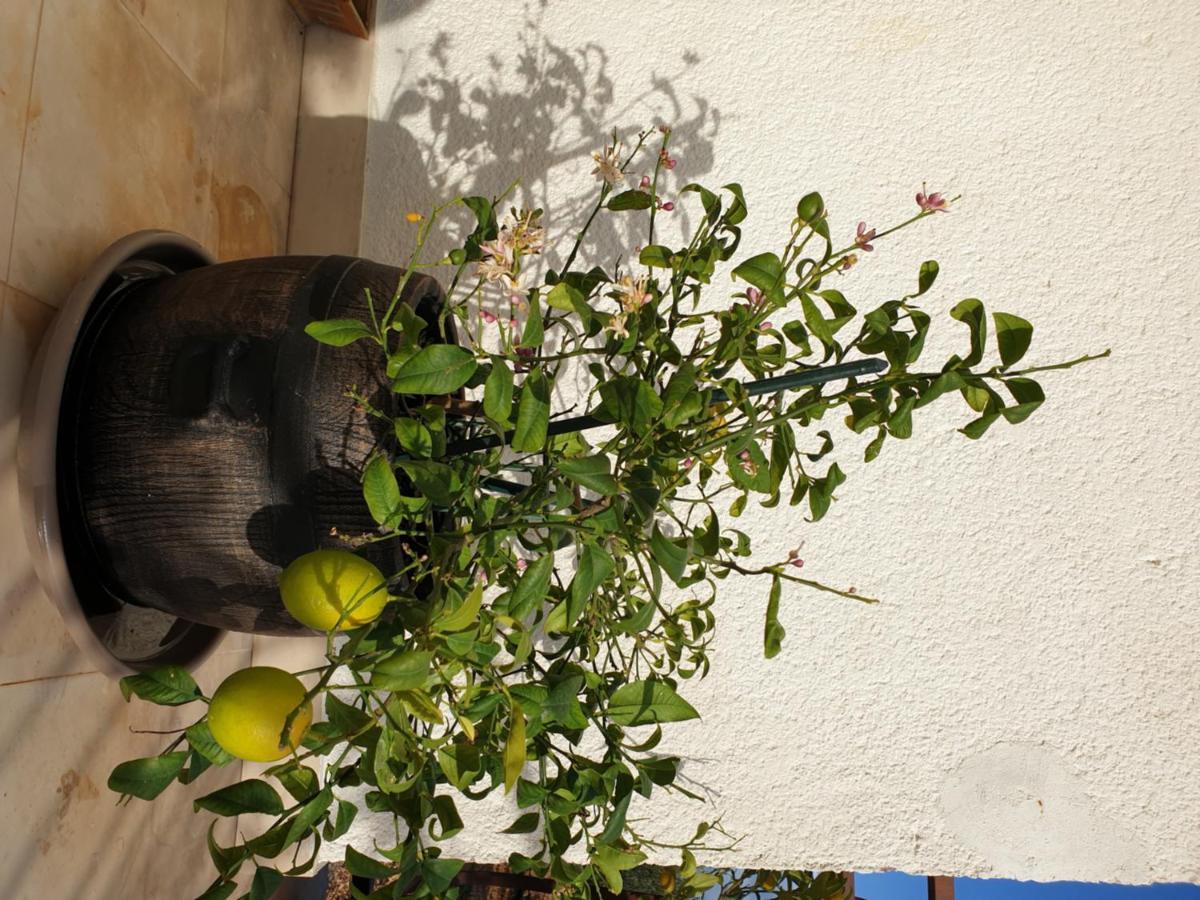 Lemon Tree 호텔 돈지세케트 외부 사진