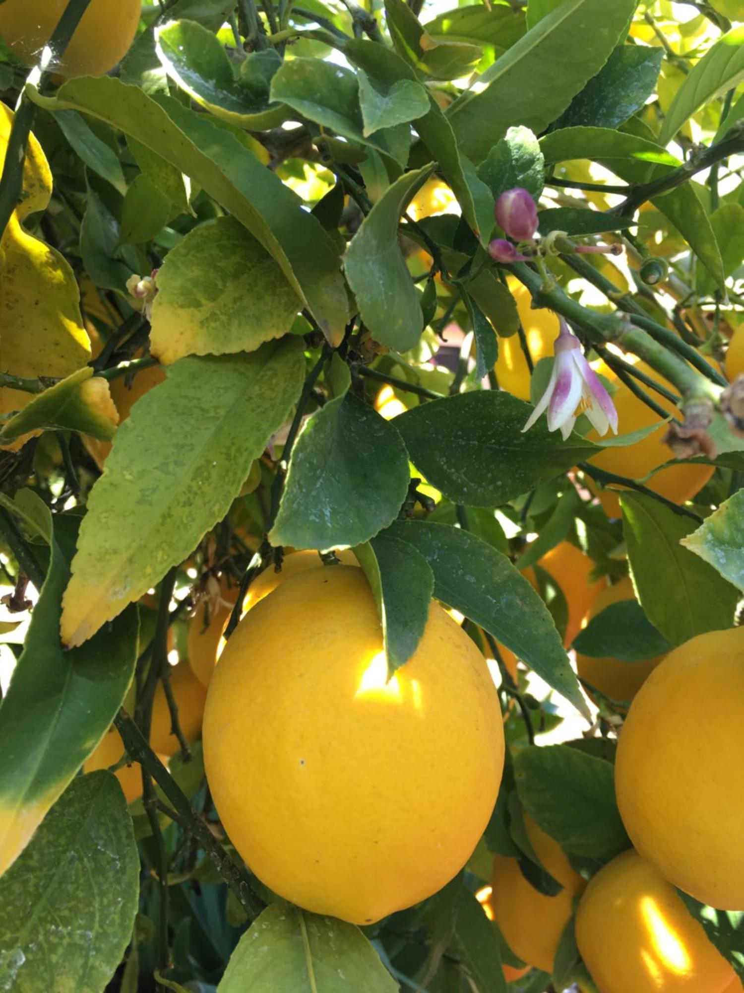 Lemon Tree 호텔 돈지세케트 외부 사진